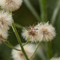 Coreoidea