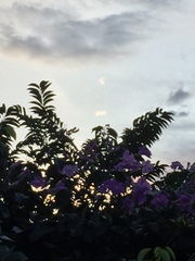 Jacaranda mimosifolia