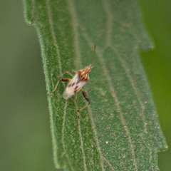 Coreoidea