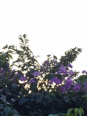 Jacaranda mimosifolia