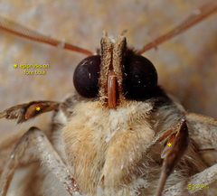Ugia purpurea