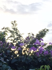 Jacaranda mimosifolia