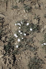 Convolvulus ammannii