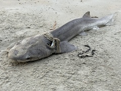 Notorynchus cepedianus