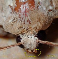 Ugia purpurea