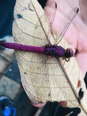 Orthemis ferruginea