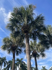 Sabal palmetto