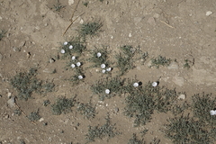 Convolvulus ammannii