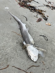 Notorynchus cepedianus