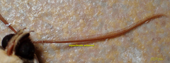 Ugia purpurea