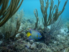 Holacanthus ciliaris