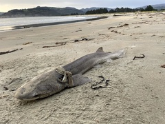 Notorynchus cepedianus