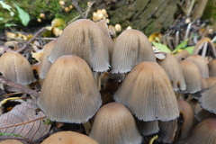 Micacei