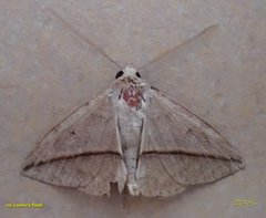 Ugia purpurea