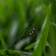 Alpaida veniliae