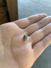 Sinopla perpunctatus