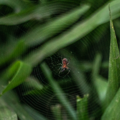 Alpaida veniliae