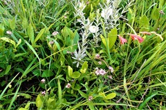 Tritonia disticha