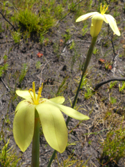Bobartia filiformis