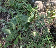 Mesadenus polyanthus
