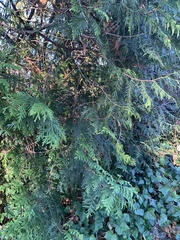 Chamaecyparis lawsoniana
