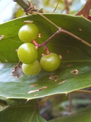 Ampelocissus robinsonii