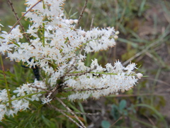 Asparagus densiflorus