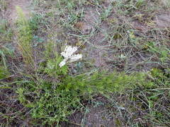 Asparagus densiflorus