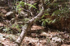 Juglans major