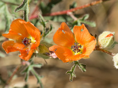 Sphaeralcea rusbyi