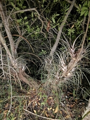 Tillandsia dasyliriifolia