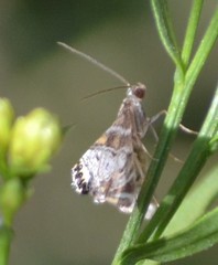 Petrophila confusalis