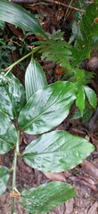 Zingiber kawagoii