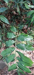 Zingiber kawagoii