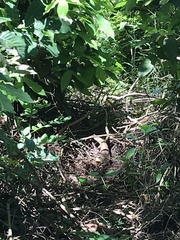 Broadleysaurus major