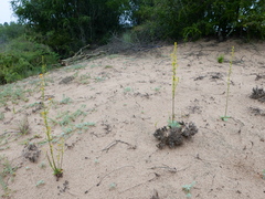 Manulea obovata