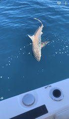 Carcharhinus limbatus