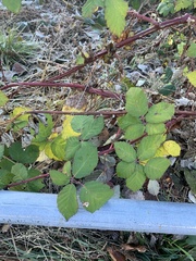 Rubus bifrons
