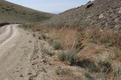 Artemisia dracunculus glauca