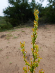 Manulea obovata