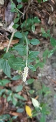 Ouret sanguinolenta