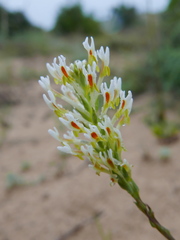 Hebenstretia integrifolia