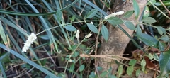 Ouret sanguinolenta