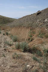 Artemisia dracunculus glauca