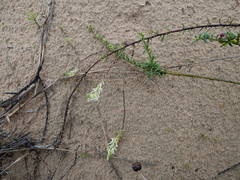 Hebenstretia integrifolia