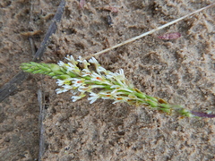 Hebenstretia integrifolia