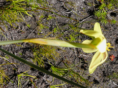 Bobartia filiformis