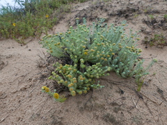 Helichrysum refractum