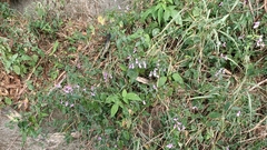 Hypoestes cumingiana