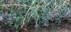 Hypoestes cumingiana
